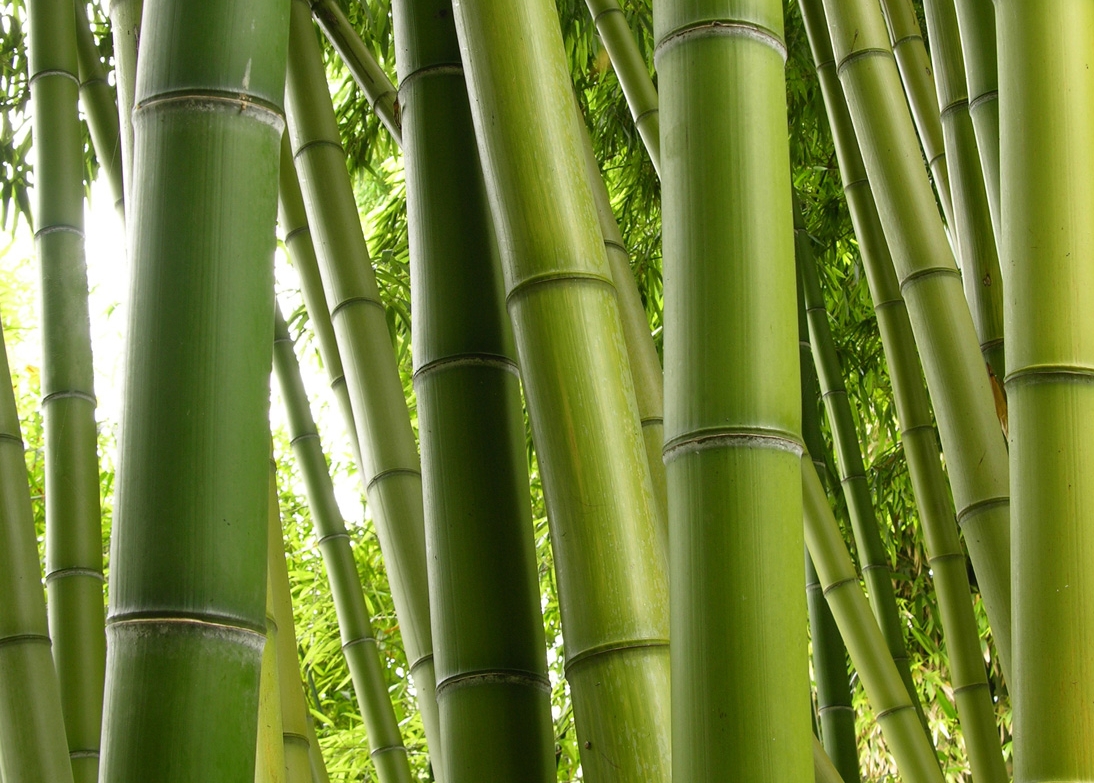 jual bambu gombong murah_pohon-bambu.jpg